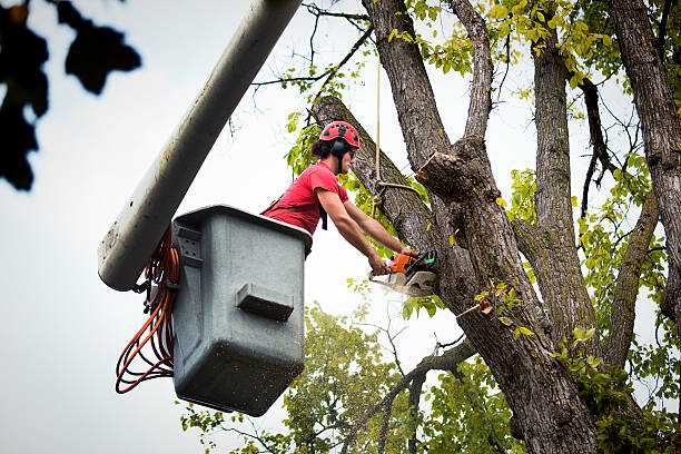 The Steps Involved in Our Tree Care Process in Clinton, UT